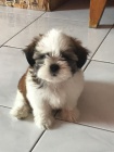 Prodm miniaturn tata SHIH TZU