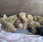 Serval kot� k dispozici.