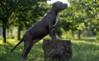 American Bully 