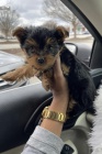 Prod�m roztomil� a kr�sn� �t���tka mini yorkie.