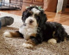 Prod�m zdrav� a o�kovan� mini �t��ata Bernedoodle.