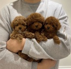 Prod�m �t��ata mini toy pudla