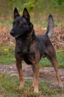 Belgick ovk malinois