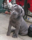 Prodm tata Cane Corso