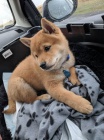 Prodm mini tata shiba inu