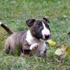 Prod�m �t��ata anglick�ho bulteri�ra