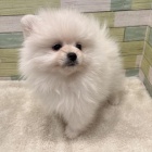 Wir haben 3 bezaubernde Pomeranian Zwergspitz Welpen,