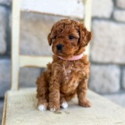 Prodm mini tata Cavapoo.