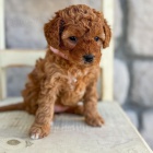 Prodm mini tata Cavapoo.