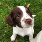 Prod�m kr�sn� a rozko�n� �t���tka anglick�ho �pringr�pan�la.