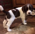 Prod�m �t��ata anglick�ho �pringr�pan�la.