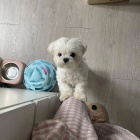 PROD�M O�KOVAN� miniaturn� �t��ata malt�z�k�.