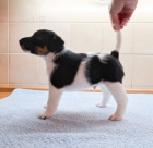 foxteri�r hladkosrst� - pes a fena