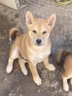 Shiba Inu tata