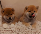 Shiba Inu tata