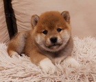 Shiba Inu tata