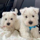 Prodm tata West Highland White Terriers