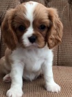 Prodm mini okovan tata Kavalr King Charles Spaniel.