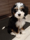 Prodm mini tata Bernedoodle.