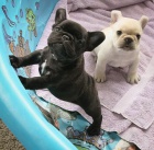 Prod�m �t��ata francouzsk�ho buldo�ka.