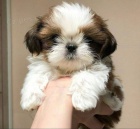 Prodm tata SHIH TZU