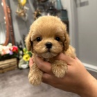 �T��ATA PUDL�