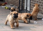 Prod�m �t��ata bullmastiffa