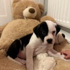 Prod�m �t��ata americk�ho buldoka.