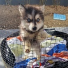 Prodm tata Pomskies (kenec sibisk husky a pomeranian)