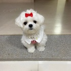 Mini �t��ata malt�z�k�.