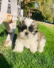 Prodm tata SHIH TZU