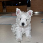 Prodm mini mini tata West Highland White Terriers