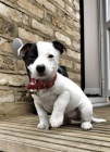 Prodm tata jack russell terira.