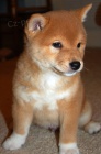 Prodm tata shiba inu