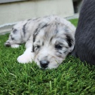 Prodm tata AUSSIEDOODLE.