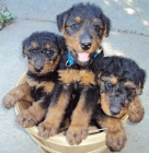 Prod�m �t��ata mini Airedale teri�ra