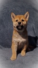 Shiba Inu tata na prodej