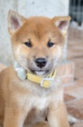 Shiba Inu krsn ttka