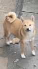 Shiba Inu tata