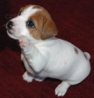 Prodm tata jack russell terira.