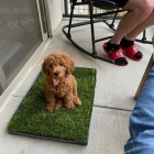 Prod�m �t��ata kokr�pan�la