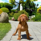 TATA VIZSLA