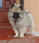 N�meck� �pic vl�� / keeshond �t��ata s PP
