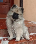 N�meck� �pic vl�� / keeshond �t��ata s PP