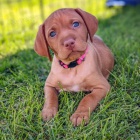 VIZSLA TATA K Adopci