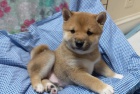 Prod�m rozko�n� miminka �t��ata shiba inu