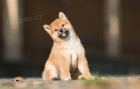 TATA MINI SHIBA INU