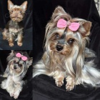 jork��rsk� teri�r (Yorkie) �t��ata