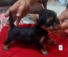 jork��rsk� teri�r (Yorkie) �t��ata