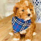 Prod�m o�kovan� a od�erven� �t��ata Cavapoo mini.
